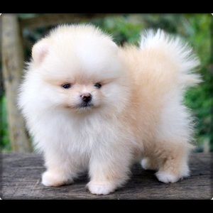 Meet your Posher, Dana